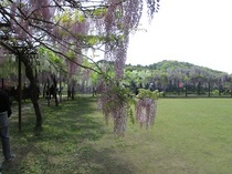 IMG_0709.JPG