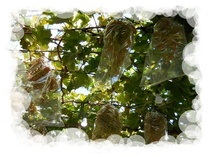 DSCN3535.JPG̻Ȱى摜