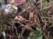 DSCN5481.JPG