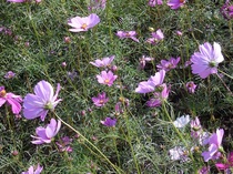 DSCN7087.JPG