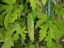 DSCN8171.JPG