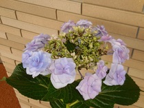 DSCN8176.JPG