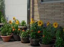 DSCN8275.JPG