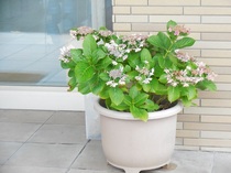 DSCN9426.JPG