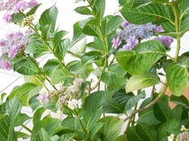 DSCN9428.JPG