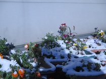 IMG_2566.JPG