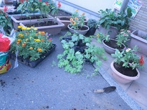 IMG_3415.JPG